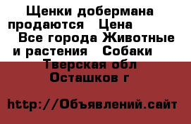 Щенки добермана  продаются › Цена ­ 45 000 - Все города Животные и растения » Собаки   . Тверская обл.,Осташков г.